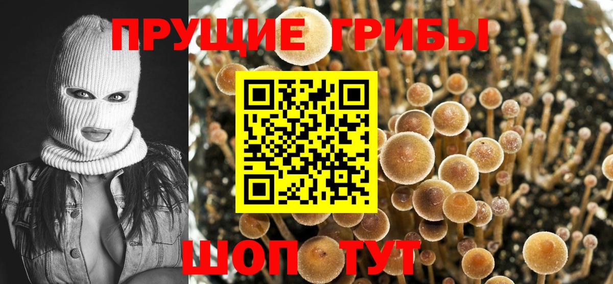 Галлюциногенные грибы Psilocybine cubensis Протвино